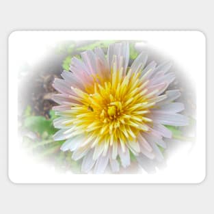 Pink Dandelion Sticker